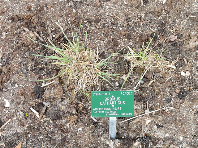 Rescue Prairie Grass Info: A cosa serve l'erba di prateria?