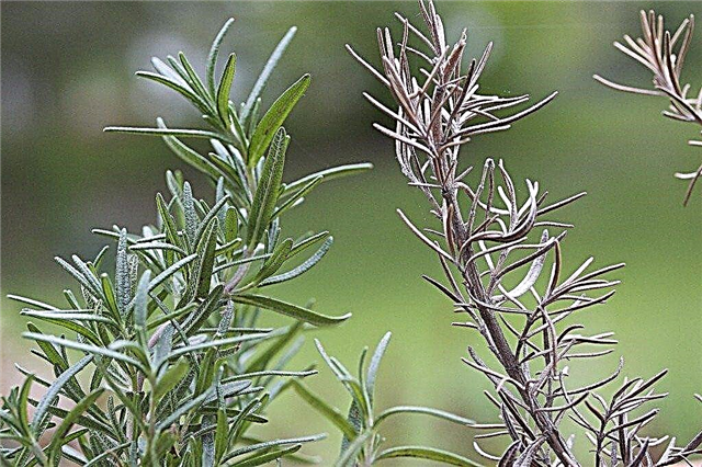 Brun rosmarinplanter: Hvorfor rosmarin har brune tips og nåler