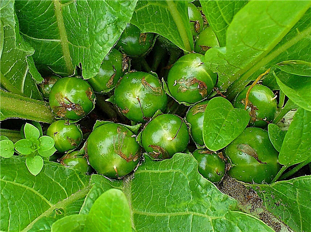 ¿Qué es la planta de mandrágora? ¿Es seguro cultivar mandrágora en el jardín?
