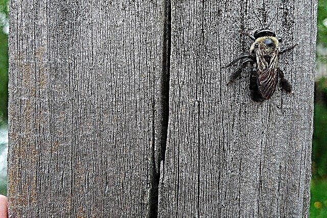 Carpenter Bee Control: Slik forhindrer du tømmerbeskadigelser