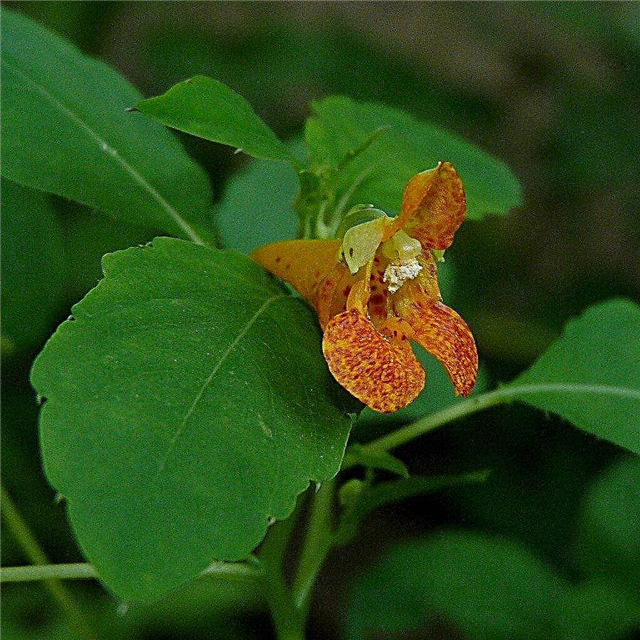 Jewelweed Growing: Comment planter Jewelweed dans le jardin