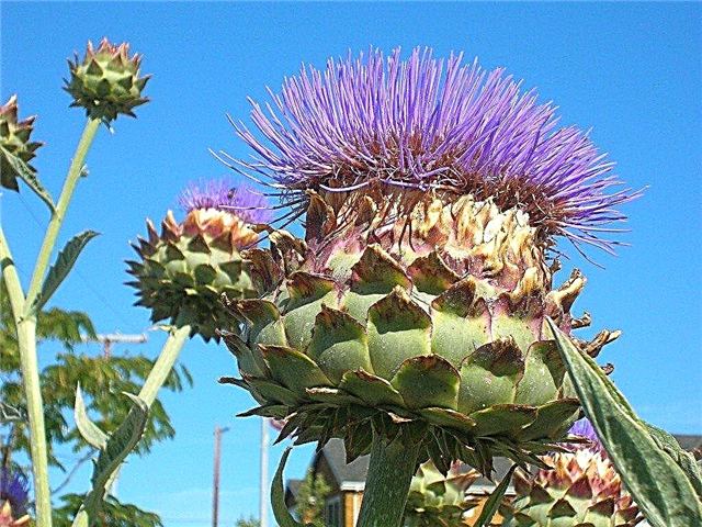 Información sobre el cardo de alcachofa: aprenda sobre el cultivo de plantas de cardo