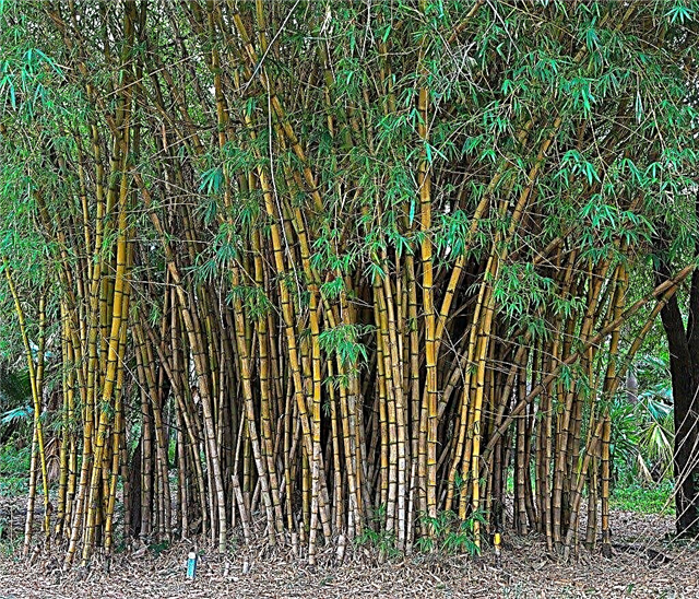 Bambusz növény mozgatása: mikor és hogyan kell átültetni a bambuszot