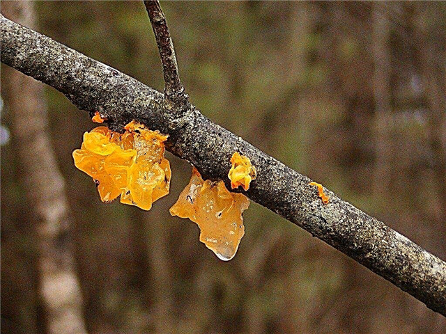 O que é Jelly Fungus: Jelly Fungi prejudicará minha árvore?