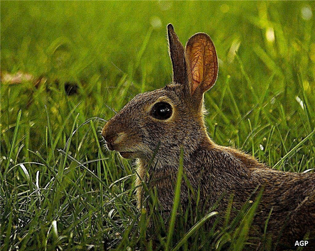 Kaninchen, die Rinde von Bäumen essen - Verhinderung von Kaninchenschäden an Bäumen