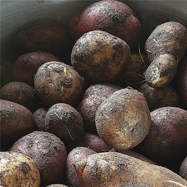 تخزين البطاطس في الأرض: استخدام حفر البطاطس لتخزين الشتاء