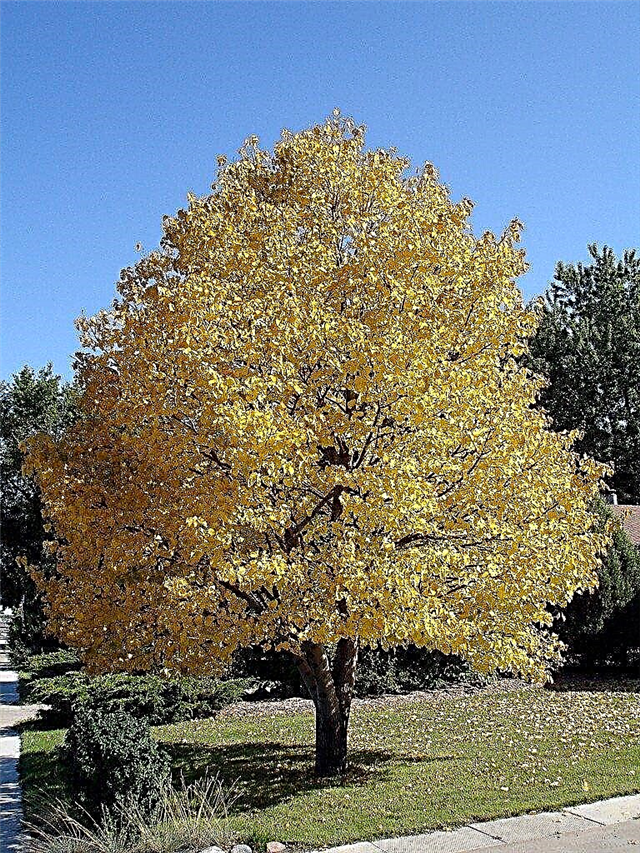 معلومات عن شجرة الزيزفون: كيفية العناية بأشجار الزيزفون
