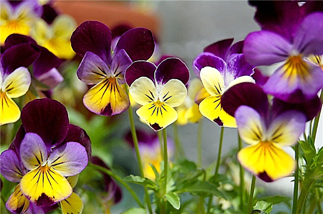 Johnny Jump Up Flowers: Growing A Johnny Jump Up Violet