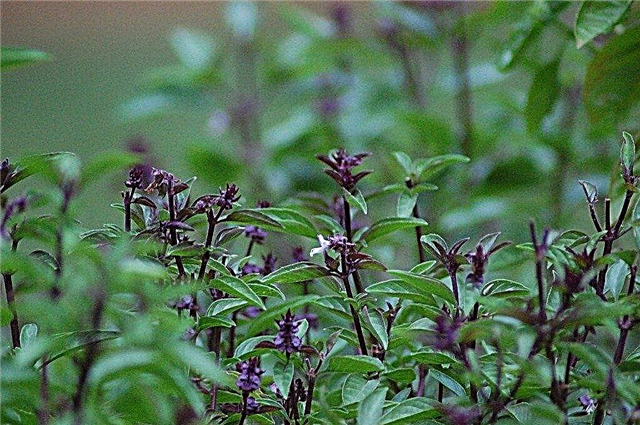 Thai Basil Plants: consigli per coltivare Thai Basil Herbs