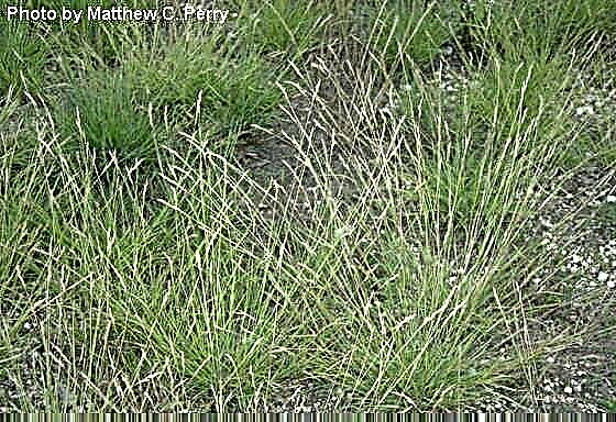 Qu'est-ce que Poverty Grass: En savoir plus sur Danthonia Poverty Grass