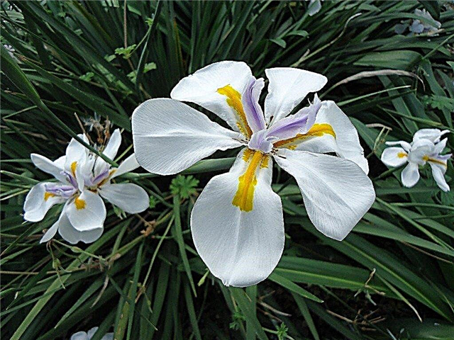 Odla en dietes Iris-växt: Info om vård av dieterblommor