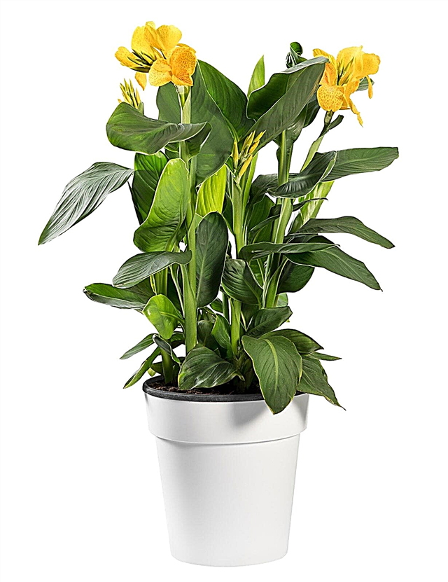 Posode za rastline Canna Lily: Kako posaditi konoplje v lončke