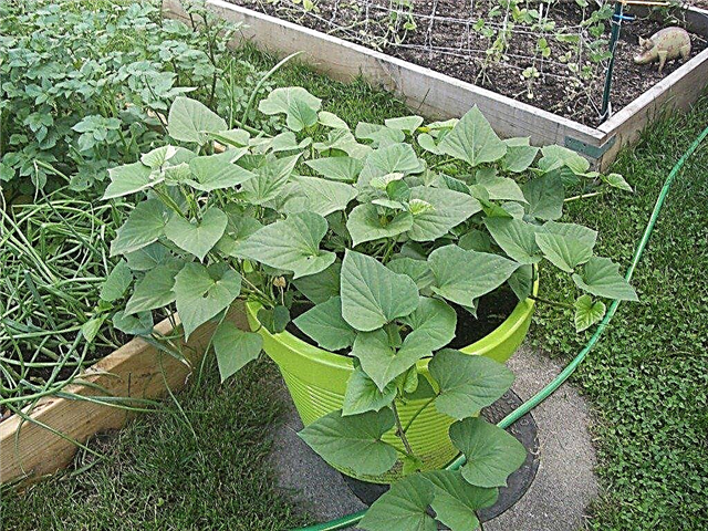 محاصيل حاوية البطاطا الحلوة - نصائح لزراعة البطاطا الحلوة في الحاويات
