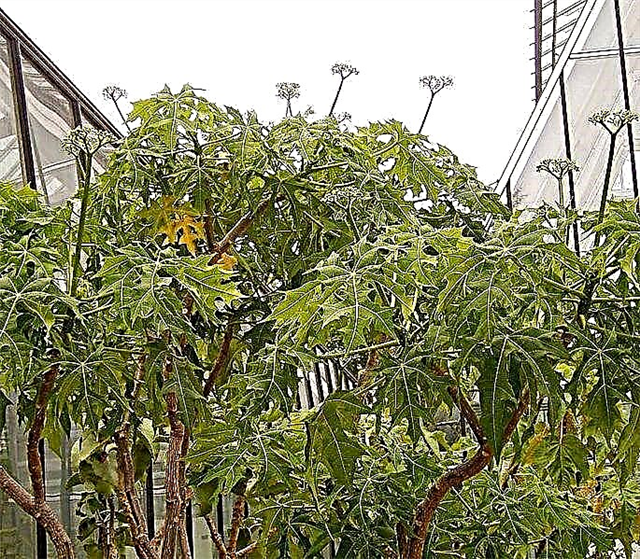 Cuidado del árbol de espinacas: cómo usar plantas de chaya en el jardín