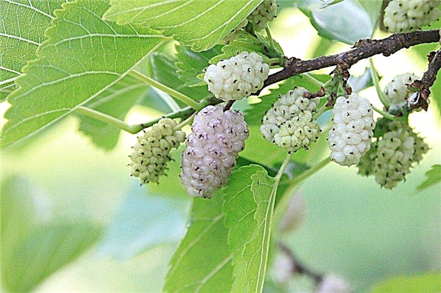 Sacacorchos Mulberries: cuidado de los árboles de morera retorcidos