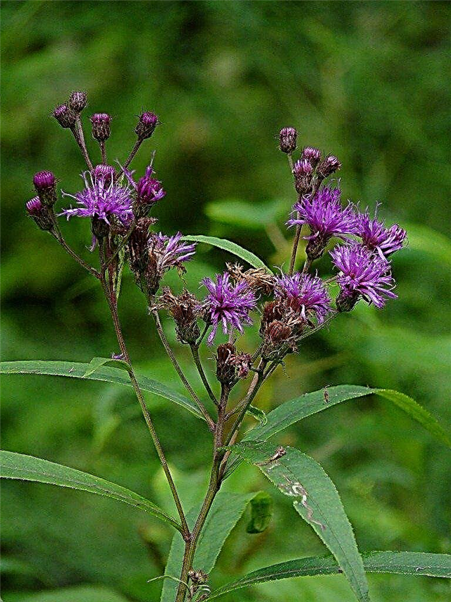 Ironweed variedades para jardins - como crescer Vernonia Ironweed flores