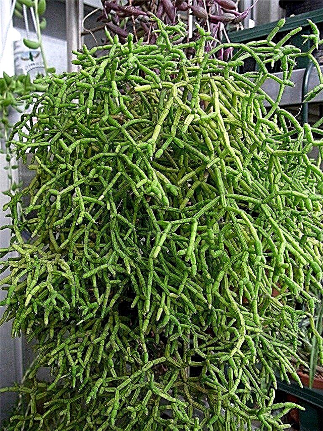 Rhipsalis Maretakcactus: hoe maretakcactusplanten groeien