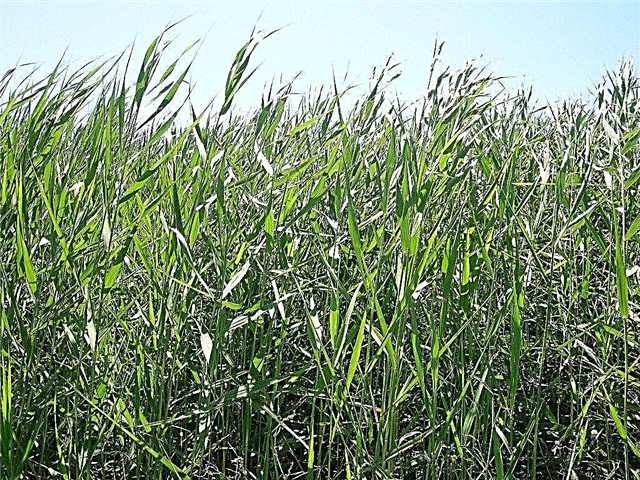 Reed Grass Control - Conseils pour enlever les roseaux communs