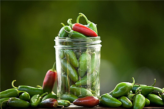Jalapeno Peppers for mild: Årsaker til ingen varme i Jalapenos