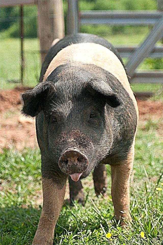 Babi Babi Untuk Kompos: Bolehkah Anda Menggunakan Babi Baja Untuk Taman?