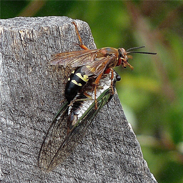 Cykada Wasps In The Garden: Wskazówki dotyczące kontrolowania Cicada Killer Wasps