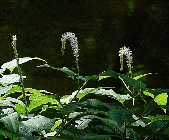 Driežo uodegos priežiūra - sužinokite apie augančius driežo uodegos augalus