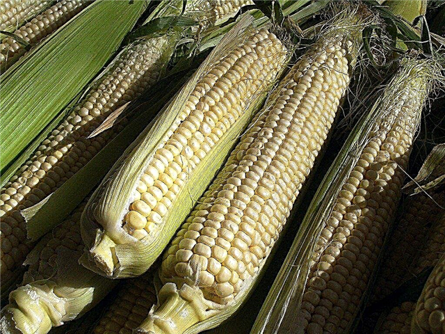 Tipps zum Ernten von Mais: Wie und wann man Mais pflückt