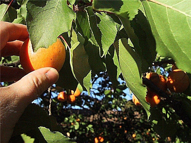 Plukke aprikoser: Når og hvordan høste en aprikos