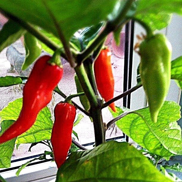 Pflege von Ghost Chili Peppers: Wie man Ghost Pepper Pflanzen anbaut