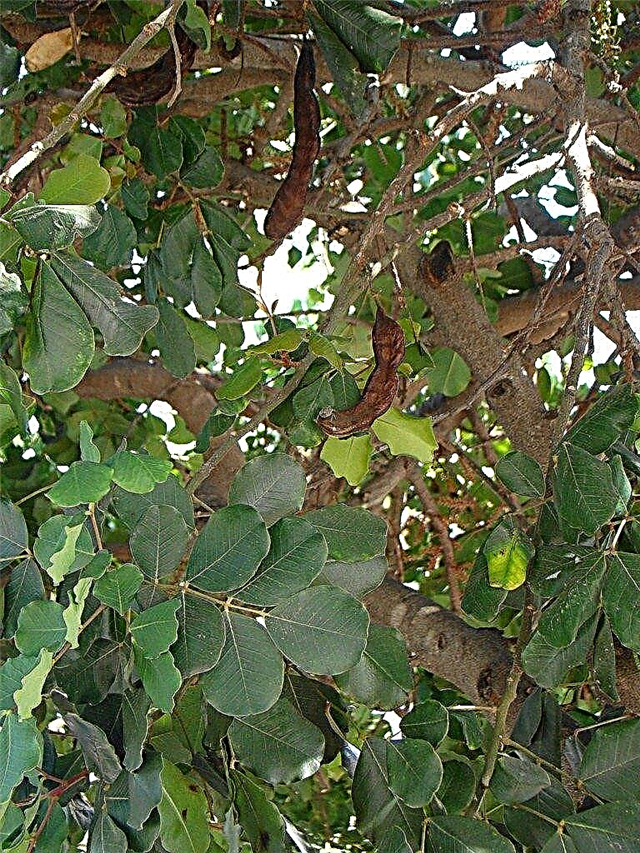Was sind Johannisbrotbäume: Erfahren Sie mehr über die Pflege und Verwendung von Johannisbrotbäumen