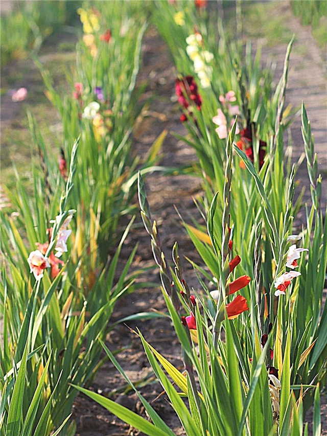 Botrytis em plantas Gladiolus: Como controlar a ferrugem Gladiolus Botrytis