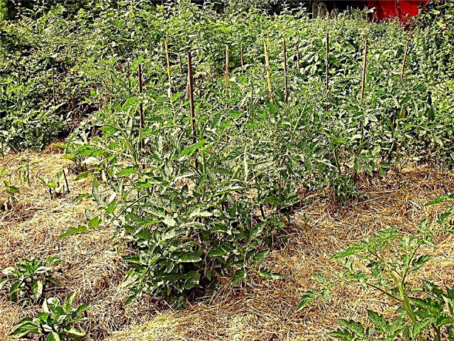 Mulching Tomato Plants: Qual é o melhor Mulch para tomates?