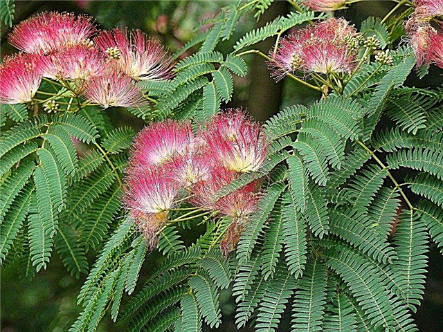 Silk Tree Mimosa Growing: Aprenda sobre el cuidado del árbol de seda