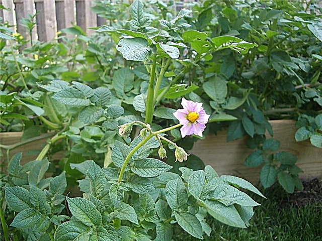 Cvetenje rastlin krompirja: Moj krompir je zacvetel v paradižniku