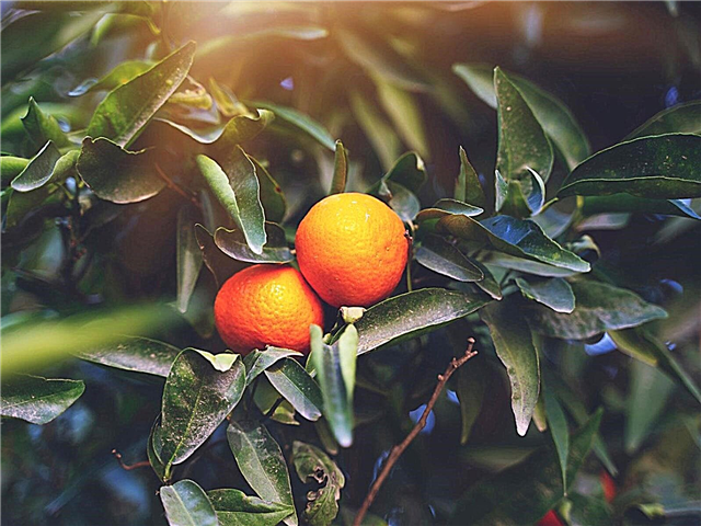 Kleines Orangenproblem - Was verursacht kleine Orangen?