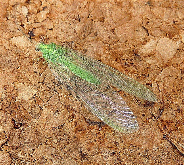 O que são lacewings verdes: dicas sobre o uso de lacewings para controle de insetos
