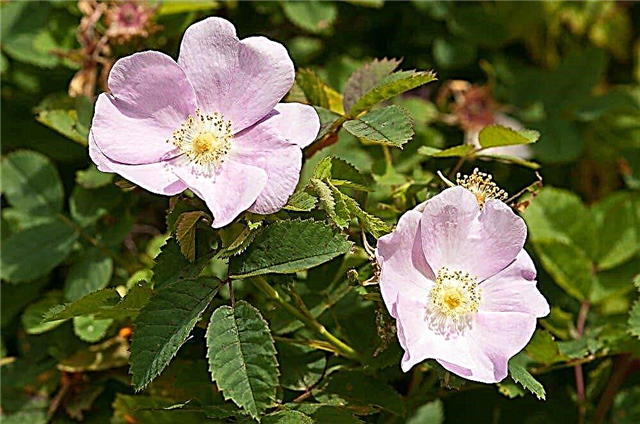 Nootka Rose Info: História e usos de Nootka Wild Roses