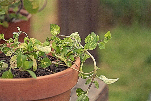 Cultivo de hortelã-gengibre: cuidados com as plantas de hortelã-gengibre