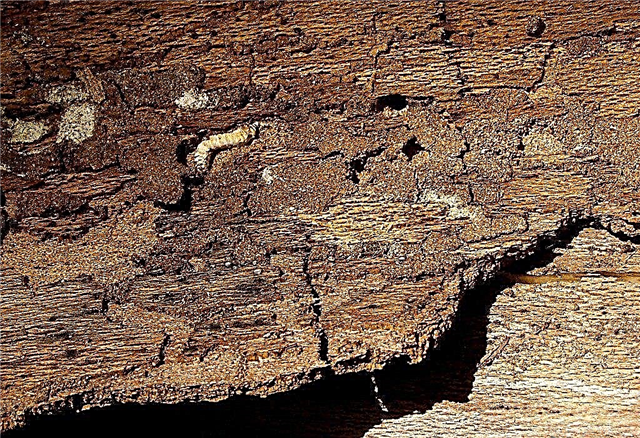 ניהול עץ בורר: סימנים של חרקים עם עץ בורר