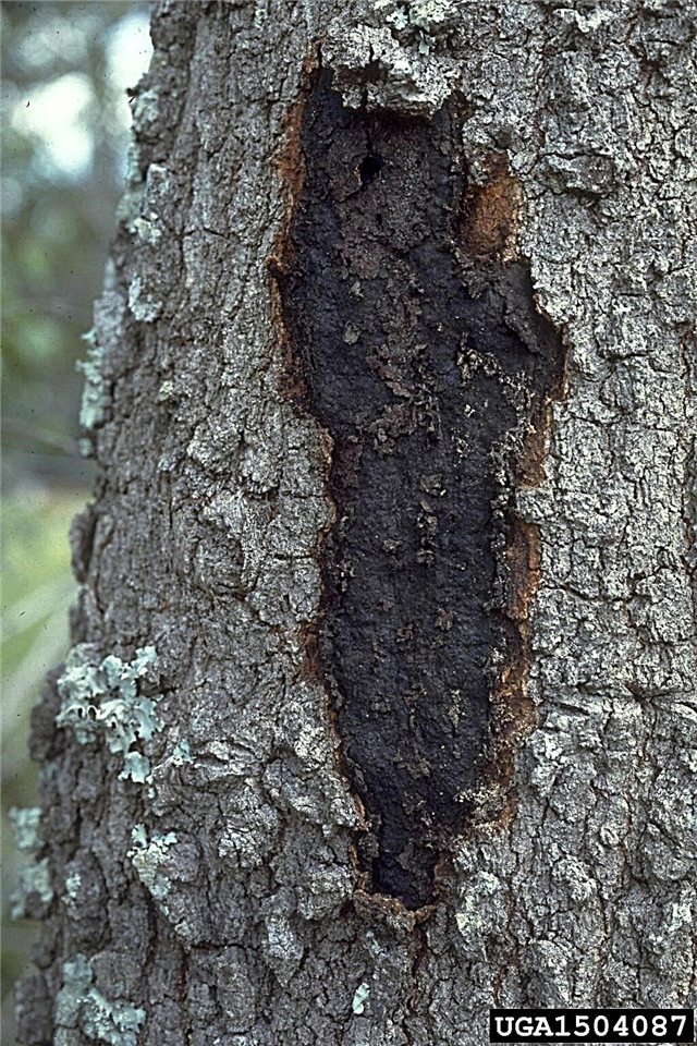 Hypoxylon Canker Fungus - Lees meer over Hypoxylon Canker Control