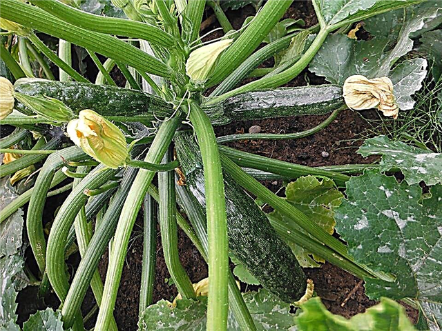 Zucchini-problem: Vad som orsakar stötar på zucchini