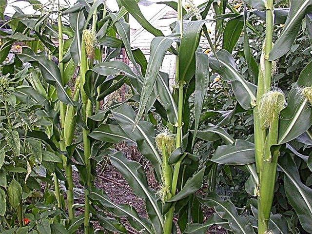 Polinización cruzada del maíz: prevención de la polinización cruzada en el maíz