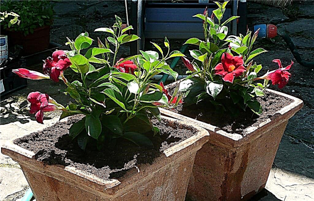 Cultivar uma planta Dipladenia - Aprenda a diferença entre Dipladenia e Mandevilla
