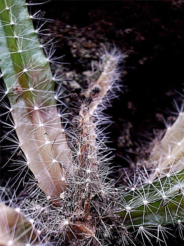 Cactusproblemen: waarom wordt mijn cactus zacht?