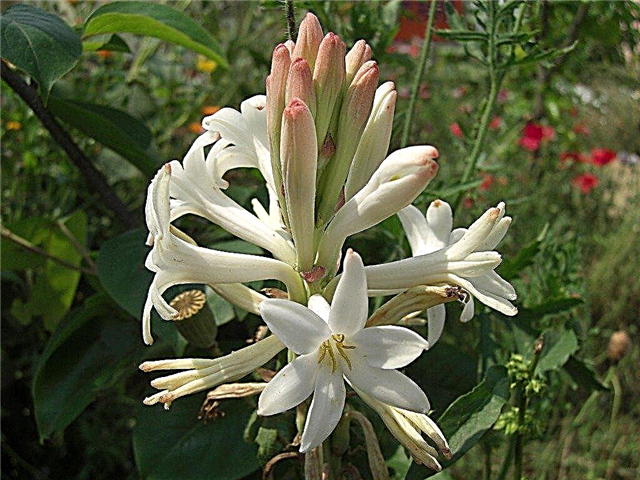 Informações sobre a planta de tuberosa: Aprenda sobre os cuidados com as flores de tuberosa