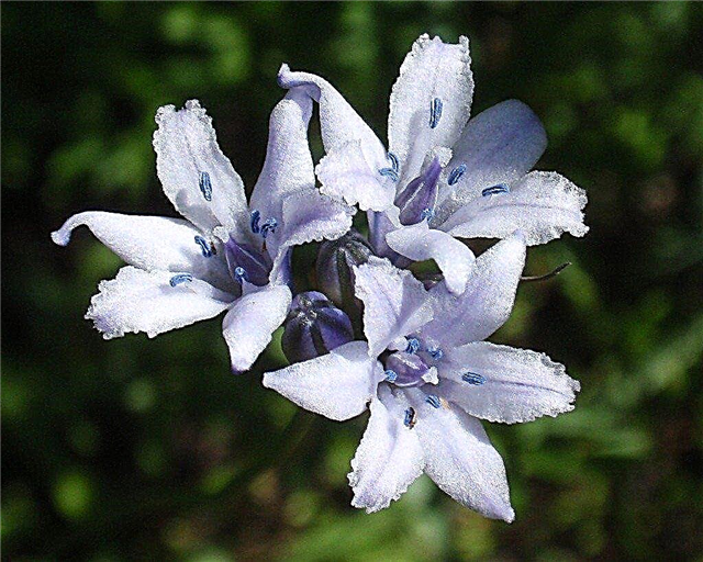 Грижа за Triteleia: Съвети за отглеждане на трилистни растения от лили