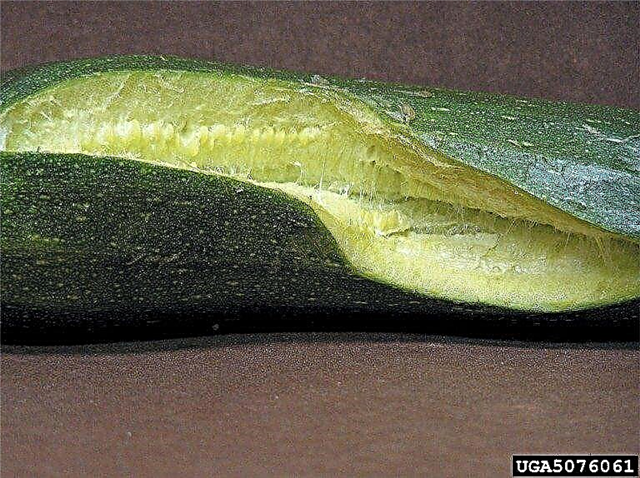 Cucumber Cracking Open: Apa yang Harus Dilakukan Untuk Fruit Cracking Dalam Timun