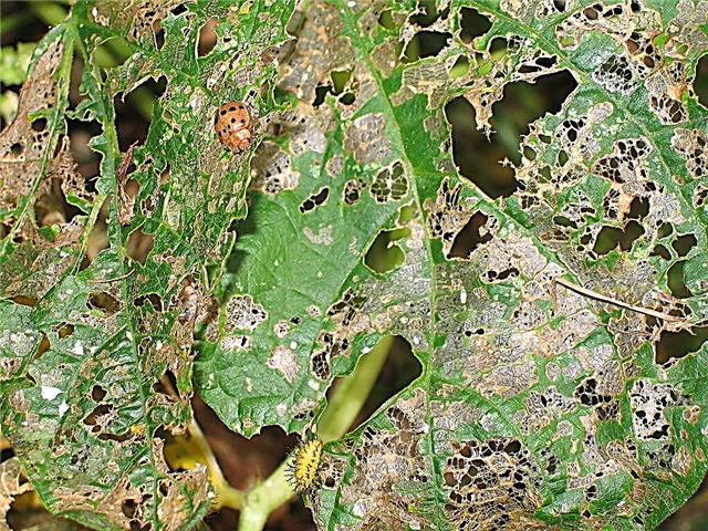 Řízení mexických Bean Beetle: Jak udržet Bean Beetles mimo rostliny