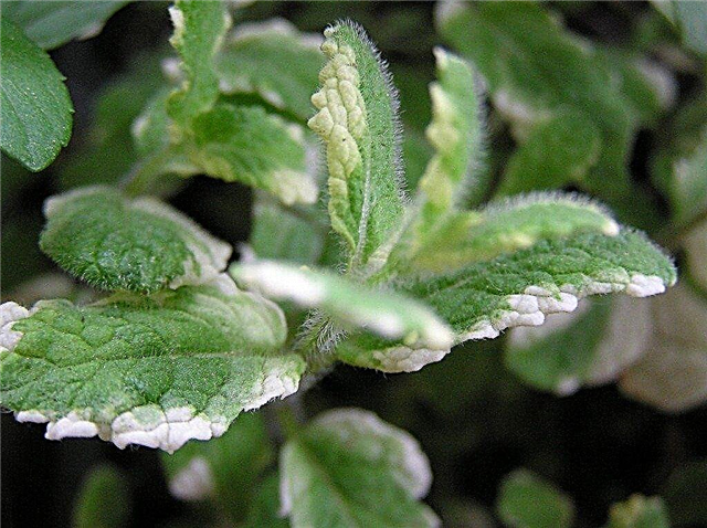 파인애플 민트 란? : 파인애플 민트 식물을 돌보는 방법
