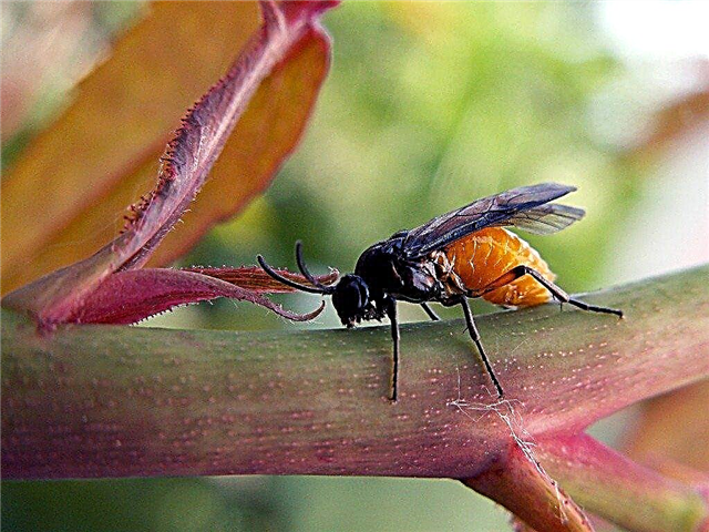 Sawfly hyönteisten torjunta: Kuinka päästä eroon sahoista